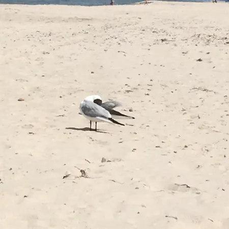Pogo Ii
